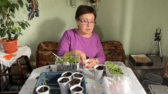 ЗАНЯЛАСЬ РАССАДОЙ, ПОДСТРИГЛА ЛУК, ЕДИМ АРБУЗ, НАШЛИ ПРОЛЕСКИ / ЖИЗНЬ НА ХУТОРЕ В ЛЕСУ смотреть онлайн