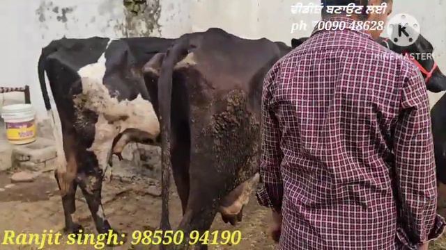 10-12ਲੀਟਰ 3 ਗਾਵਾਂ ਵੀਕਾਓ। cows for sale/vadiya farm/26-2-24 смотреть онлайн