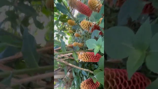 Shampoo Ginger Patch in Florida 😍 Yellow Awapuhi Ginger / Pinecone Ginger смотреть онлайн