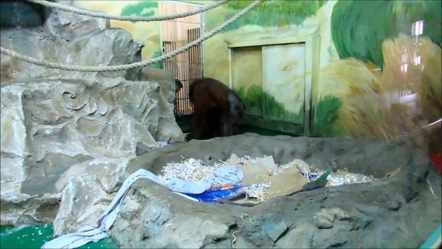 Орангутаны Захар, Бату и Мишель 15.02.18 смотреть онлайн