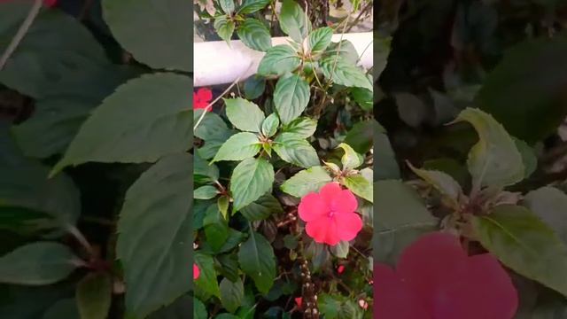 #yercaud #easternghats #flowers #Impatiens walleriana#red colour #greenery#birdsounds #nature смотреть онлайн