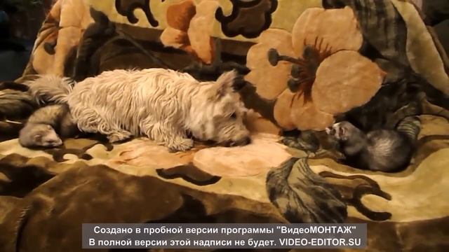 СМЕШНЫЕ ЖИВОТНЫЕ смотреть онлайн