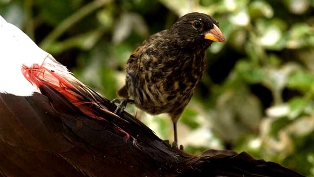 5 Животных, Которые Пьют Кровь В Качестве Пищи смотреть онлайн