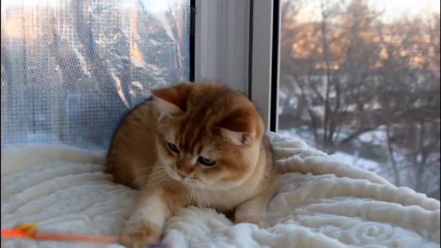 ЗОЛОТАЯ ШИНШИЛЛА ( BRI ny 12 ) male смотреть онлайн