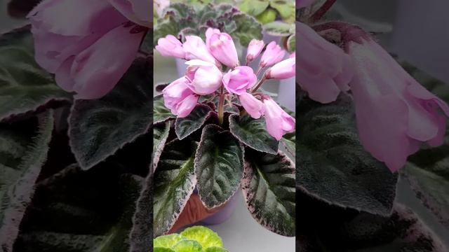 Самые красивые фиалки на стеллаже 😊💕. смотреть онлайн