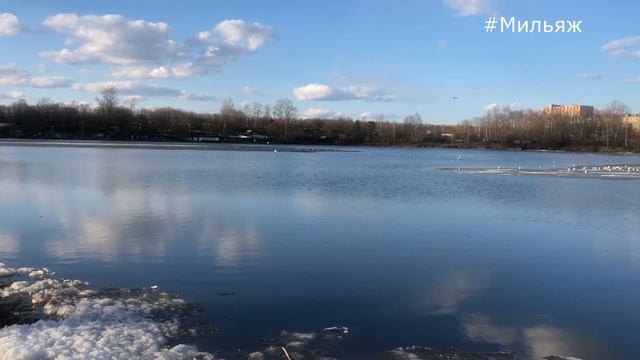 Весенние крики чаек - тот еще оркестр. Пройти мимо просто невозможно. смотреть онлайн