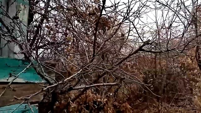 Обзор дачи, роза, виноград смотреть онлайн