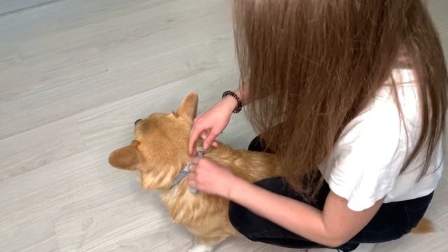 Чем защищаем собак от БЛОХ и КЛЕЩЕЙ?? ОШЕЙНИКИ Форесто/Начало ЛИНЬКИ/? Игры моих собак | VLOG смотреть онлайн