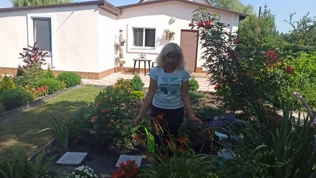 Лилейники, летний уход смотреть онлайн