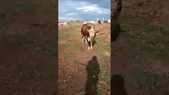 Бык белоголовый смотреть онлайн