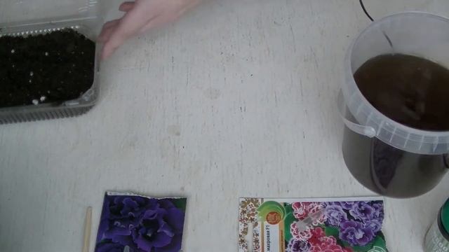 Посев глоксинии семенами! Первый этап. смотреть онлайн