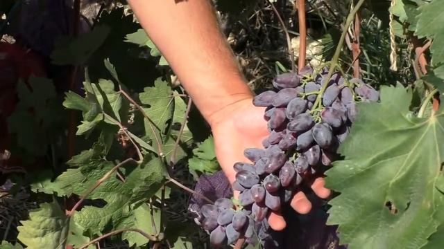 Виноград Черный коготь селекции Панченко Р Р 2018г смотреть онлайн