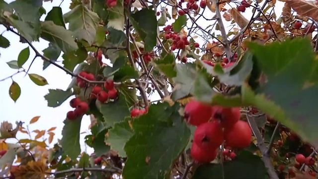 урожай Боярки смотреть онлайн