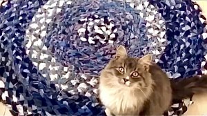 Как сделать стильный коврик для дома из старых джинсов