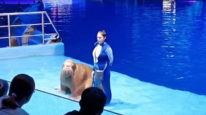 22/07/2022. Шоу "Сон в летнюю ночь." Моржиха Лора. Москвариум.