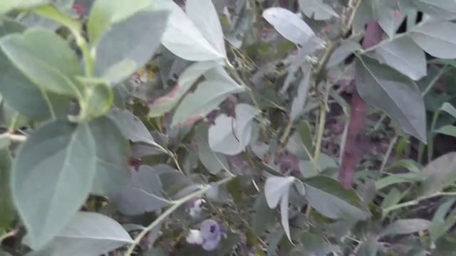 Зреет голубика смотреть онлайн