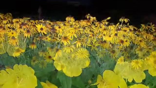 Дом цветов1 смотреть онлайн