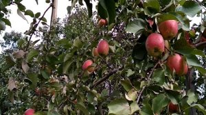 Жигулевское - сорт яблони
