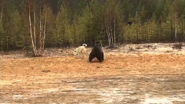 Выбор пули для охоты с лайкой.Охотничья страсть на грани жизни и смерти. смотреть онлайн