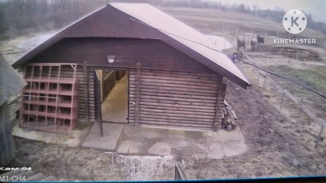 Догляд за зубами у коней, догляд за копитами у коней. Роза жереба ? !!! смотреть онлайн