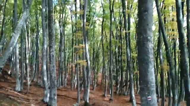 КРЫМ: предгорье Чатыр-Дага (большой буковый лес) смотреть онлайн