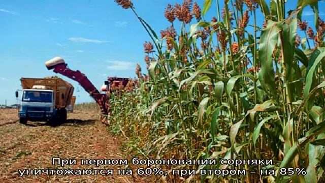 Что такое зерновое сорго, особенности его применения и выращивания
