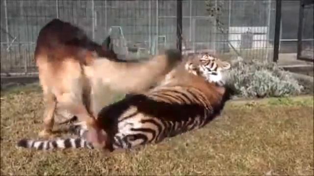 Собака и Тигр лучшие друзья! смотреть онлайн