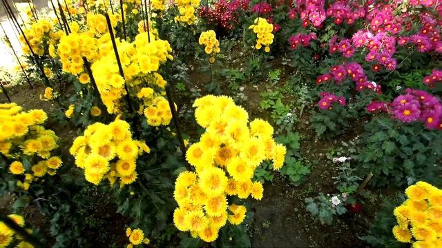 Бал хризантем 2020. Никитский ботанический сад. смотреть онлайн