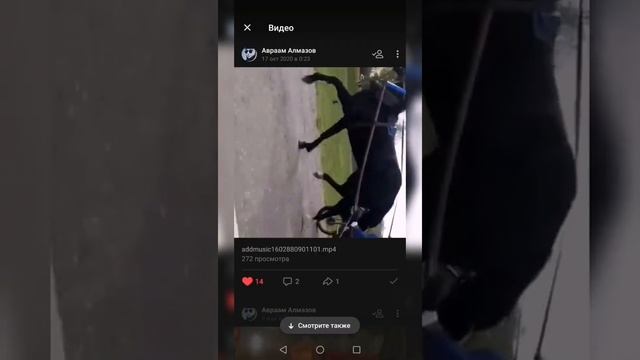 цыганские лошади американский рысак смотреть онлайн