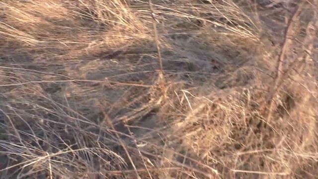 Всё из за копа метала. СЛОМАЛИ НАШУ ЛОПАТКУ! смотреть онлайн