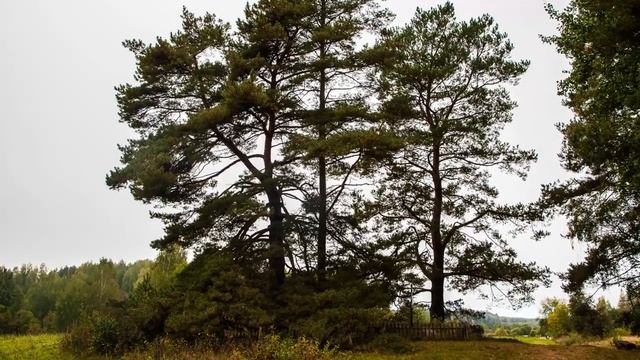 Видеожурнал «У нас в Михайловском и его окрестностях». Выпуск №40 смотреть онлайн