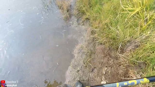 Пруд на даче и караси из лужи! Ловим карася сачком и запускаем в свой пруд на участке. смотреть онлайн