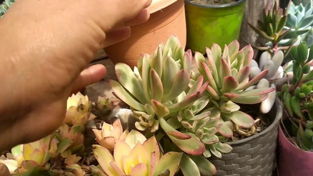 Cómo hacer repisas para plantas sin invertir dinero. смотреть онлайн