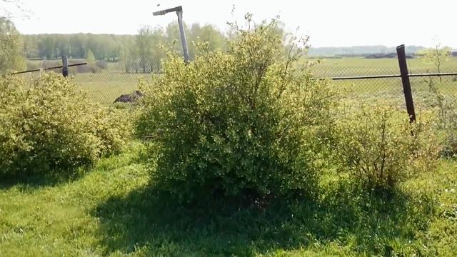 МАЙСКИЙ ВЗЯТОК С ОДУВАНЧИКА-МОИ МЕДОНОСЫ смотреть онлайн