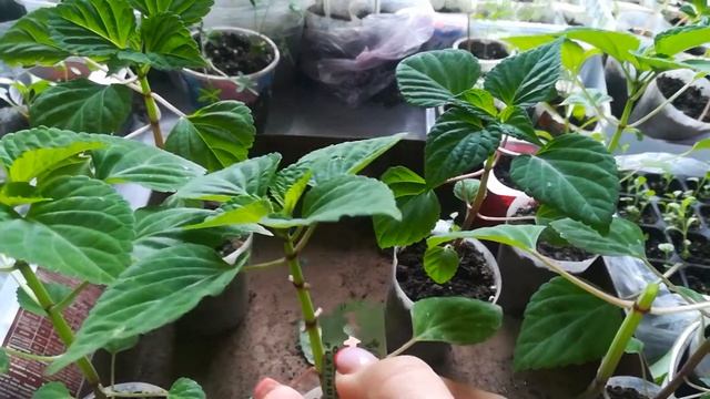 Черенкование сальвии