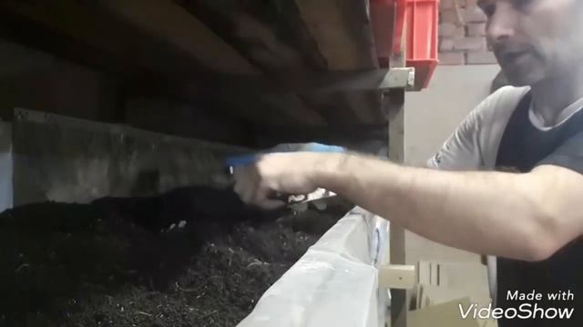 Кормим червя маточного и товарного. Дендробена.