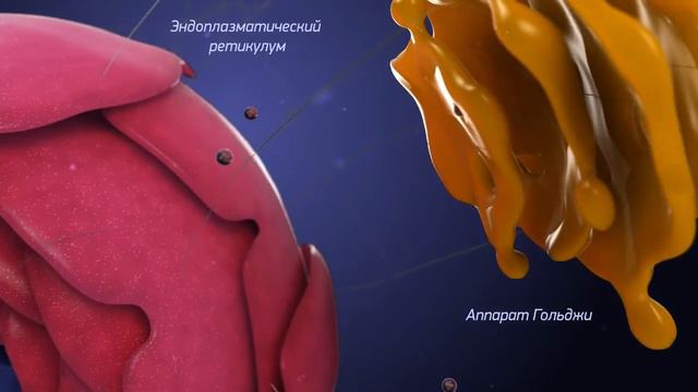 Эндоплазматический ретикулум смотреть онлайн