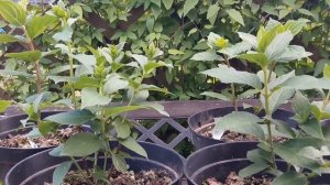 Зацветут ли молодые  метельчатые гортензии в год посадки? Формируем- #метельчатаягортензиянаштамбе