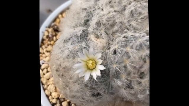 Mammillaria plumosa смотреть онлайн