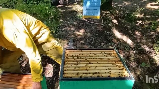 Бакфаст, где же ? у этих пчёл??? смотреть онлайн