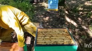 Бакфаст, где же  ?  у этих пчёл???