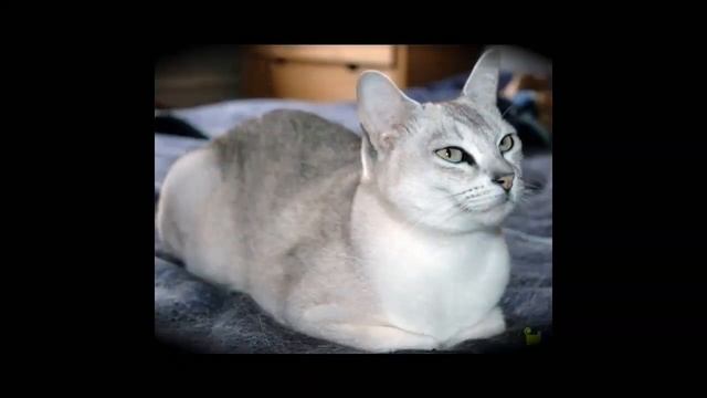 Кошка (Бурмилла). смотреть онлайн