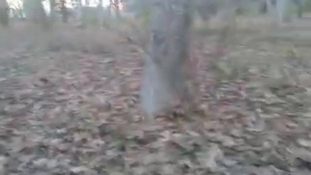 охота на лис смотреть онлайн