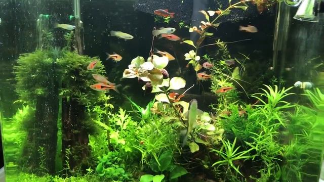 Улитка покинула раковину