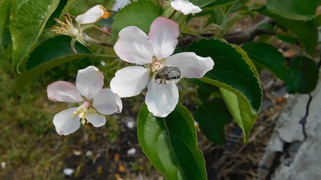 ОЛЕНКА ВОЛОХАТА аленка мохнатая смотреть онлайн