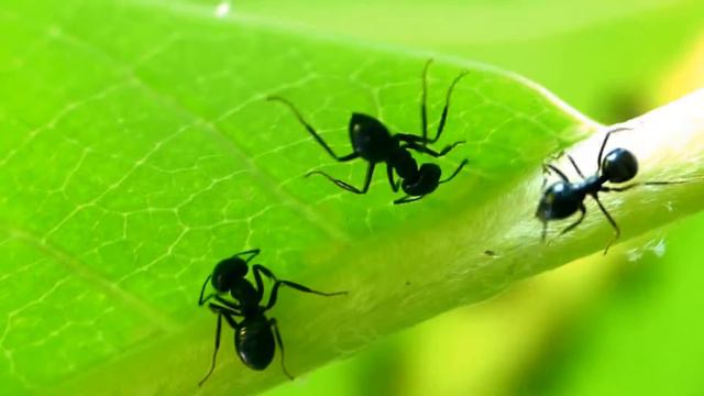 Ants & Aphids Symbiosis on Japanese Bigleaf Magnolia クロクサアリの群れがホオノキの葉裏でアブラムシに随伴 смотреть онлайн