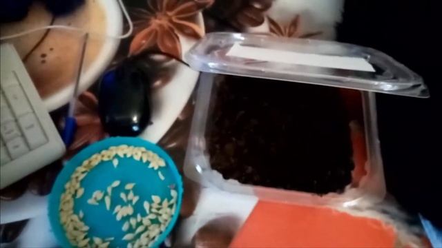 Посев КОСТОЧЕК МАНДАРИН на РАССАДУ!!! часть1 Выращиваю Мандарины из Косточек . 27 января 2021г смотреть онлайн