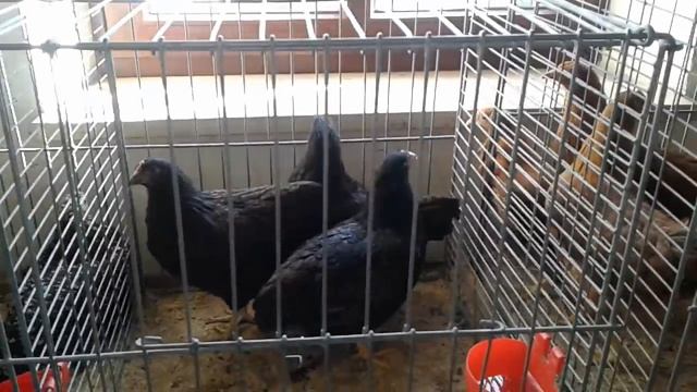 Птичий рынок в Германии ♡ не большой ♡ кролики♡ куры ♡ голуби♡ смотреть онлайн