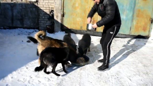 Собачки на предприятии Кременная-коммунсервис смотреть онлайн