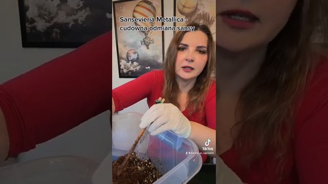 Sansewieria Metallica - piękna i trwała roślina domowa. @karolawogrodzie3639 смотреть онлайн